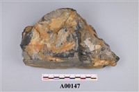 藏品(植物化石)的圖片